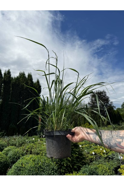 Куничник Карл Форстер - 3л/вис.40-60см/Ø15-20см